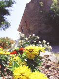 Zinnia Yellow and Red Flowers near Old Country House  Tuscany  Italy
