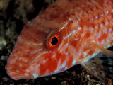 Goatfish  Kimbo Bay  West New Britain  Papua New Guinea