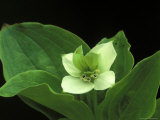Bunchberry Dwarf Cornel  St Ignace  Michigan  USA