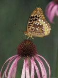 Great Spangled Fritillary on Pale Purple Coneflower