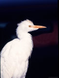 Cattle Egret