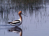 American Avocet Wading