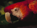 Colorful Macaw  Antigua  Guatemala