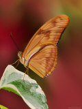 Julia Butterfly