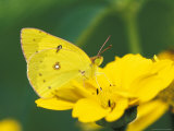 Orange Sulphur Butterfly