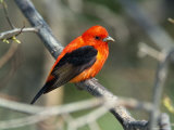 Male Scarlet Tanager