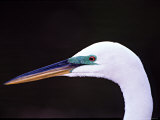 Great Egret in Breeding Plumage