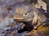 Land Iguana  Galapagos Islands  Ecuador