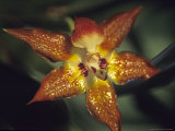Huntleya Burtii  Costa Rica