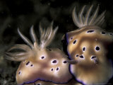 Nudibranch  Papua New Guinea