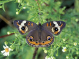 Buckeye Butterfly  Great Smoky Mountains National Park  Tennessee  USA