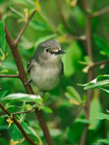 White-eyed Vireo