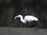 Great Egrete Wading With a Fish