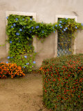 Flowers Along Stucco Building  Burgundy  France