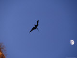 Frigate Bird on the Galapagos Islands  Ecuador