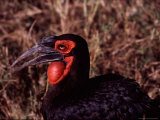 Southern Ground Hornbill  Kenya