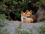 Den of Red Foxes  Kamchatka  Russia