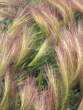 Wild Barley