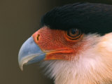 Crested or Northern Caracara