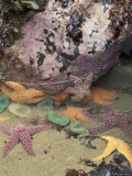 Giant Green Anemones and Ochre Sea Stars  Cape Kiwanda State Park  Oregon  USA