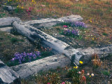 Tundra on Wrangel Island  Russia's Far East