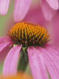 Close-up of Coneflower