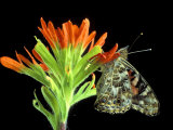 Painted Lady on Indian Paintbrush  Michigan  USA