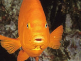 Garibaldi  Catalina  California  USA