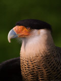 Crested Caracara