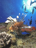 Red Firefish  Red Sea  Egypt