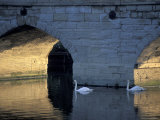Swans in River  Stratford-on-Avon  England