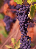 Vineyard  Herault  Languedoc  France