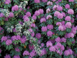 Rosebay Rhododendron  Great Smoky Mountains National Park  Tennessee  USA