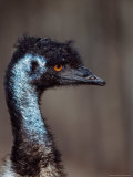 Emus  Flightless Bird Native to Australia
