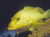 Coney Fish