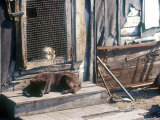 Resting Dog in Yanrakinnot  Providenia District