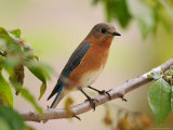 Female Eastern Bluebird