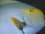 Purple Surgeonfish