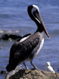 Peruvian Pelican  Coquimbo  Chile