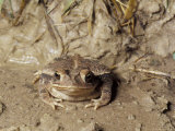 Gulf Coast Toad Showing Flattened Behavior  Texas  USA