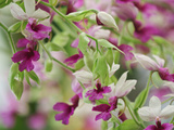 Orchid