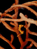 Pigmy Seahorse on Orgonian  Papua New Guinea