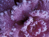Frost-covered Cabbage
