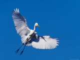 Great Egret in Flight  Ding Darling National Wildlife Refuge  Sanibel Island  Florida  USA