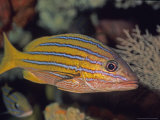 Blue and Yellow Snapper