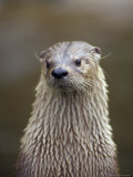 Otter Sanctuary  English Otter  Buckfast  Devon  England
