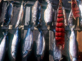 Chukchi People Dry Fish for the Long Winters  Russia