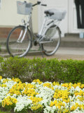 Flowers and Bicycle  Warnemunde  Germany