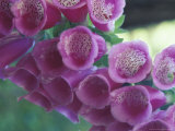 Foxglove