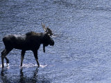Moose Bull Crosses River